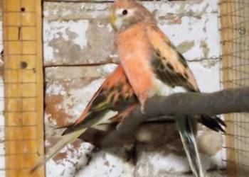 Papugi lilianki mlode