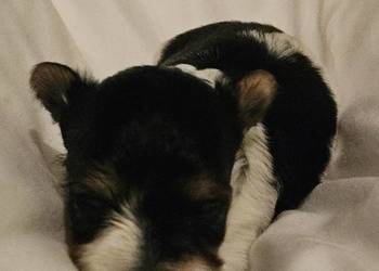 Biewer Yorkshire Terrier suczka