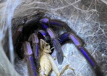 Chilobrachys natanicharum samiczka 4,5DC