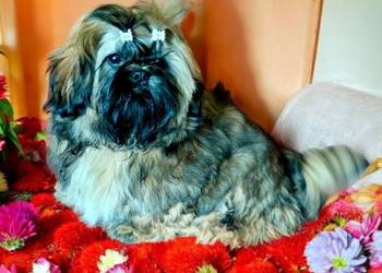 Shih tzu FCI szczeniak Piesek przepiękny