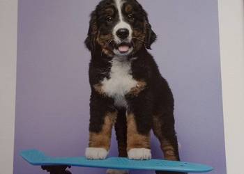 Obraz pies na deskorolce 30x40 cm