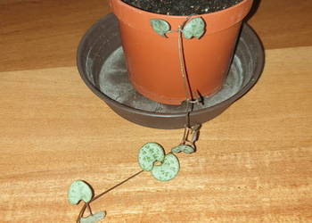 Ceropegia Woodii, roślina rosnąca