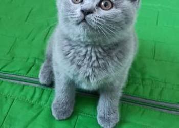 Kotek Brytyjski krótkowłosy niebieski (Lalka)