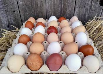 Jaka lęgowe,  mix ras.