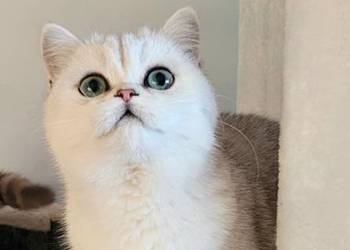 Kocięta srebrne i srebrne pointy. Maliwia