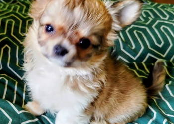 Maleńka sunia chihuahua