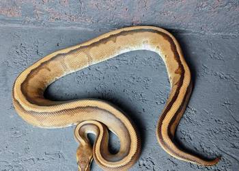 Pyton Królewski, samiec Genetic Stripe