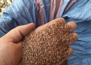 Siemie lniane bez glifosatu