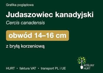 Judaszowiec kanadyjski obwód 14-16 cm, z bryłą – HURT
