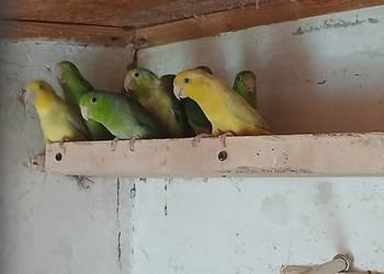 Sprzedam  wróbliczki Sprzedam  wróbliczki