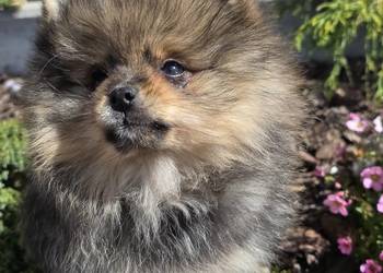 Szpic miniatirowy (Pomeranian) FCI