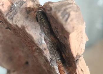 Gekon Hemidactylus mabouia