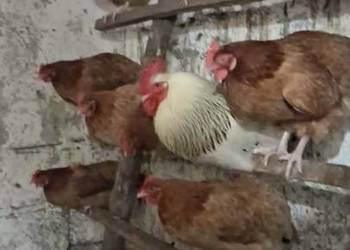 Wstępne zapisy na pisklęta / kurczaki z domowego lęgu (Nioski Mix)