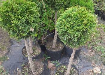 Tuja szmaragd formowana w bonsai