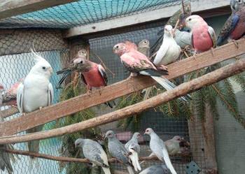 Sprzedam gołąbki diamentowe