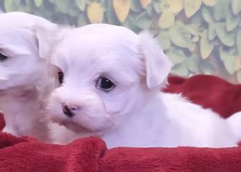 Suczka Maltańczyk z rodowodem FCI