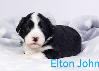 BEARDED COLLIE FCI. Zapraszam do rezerwacji kolejnego miotu