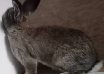 Królik młoda samica