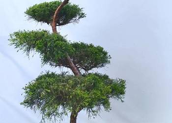 Bonsai Niwaki jałowiec pośredni Mint Julep