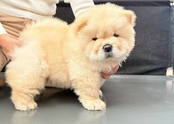 CHOW CHOW szczenięta kremowe