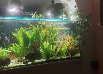 Roślina akwariowa