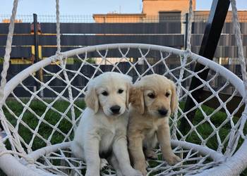 Golden retriver  szczenięta