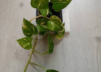 Epipremnum,epipremium kwiat zwisający oczyszczające powietrze.