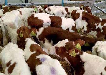 Sprzedam cielaki mięsne