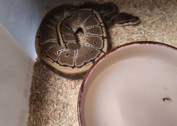 Sprzedam pytony królewskie