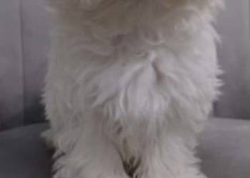 Maltańczyk  z rodowodem UCI