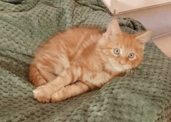 Kocurek Maine Coon Rodowód FPL