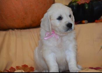 Szczenięta Golden retriever zkwp FCi