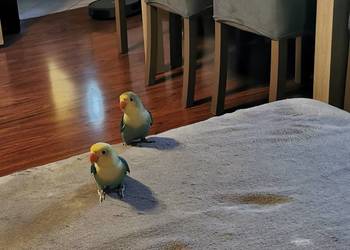 Papużki nierozłączki Fischer