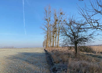 Syndyk sprzeda Nieruchomości w Sownie