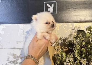 Szpic miniaturowy pomeranian dziewczynka