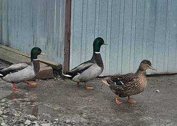 Kaczki Staropolskie kilka sztuk