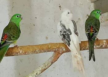 Świergotki, rozelle białolice