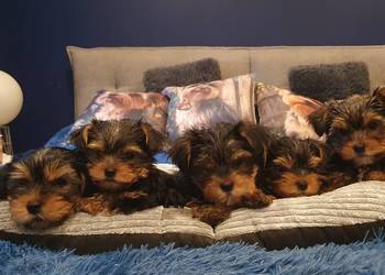 Sprzedam Pieski York