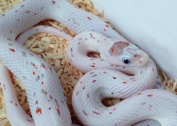 Wąż zbożowy, węże zbożowe, zbożówka PALMETTO - niebieskookie - SAMICA