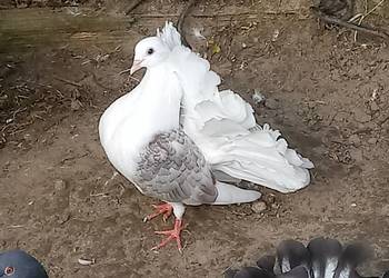 Pawiki, gołębie