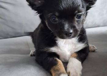 Uroczy Chihuahua chłopiec długowłosy szuka nowej rodziny