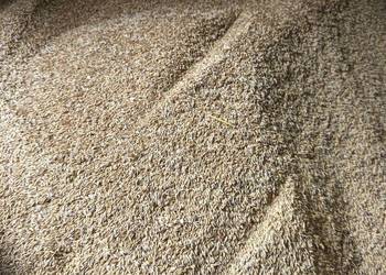 OWIES zwyczajny refleks