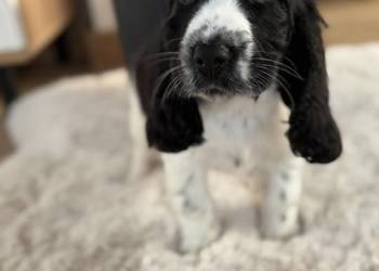 Cocker Spaniel Angielski sunia