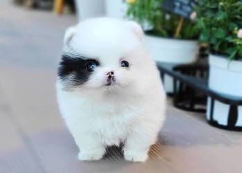 Sliczne Szpic Pomeranian