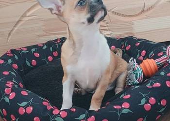 Chihuahua malutki  wyjątkowy, xxs