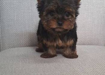Yorkshire terrier. Śliczna mini suczka.