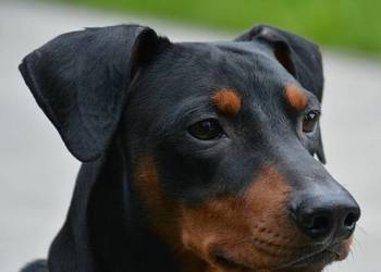 PINCZER ŚREDNI NIEMIECKI - ZAPOWIEDŹ - REZERWACJA - czarne podpalane