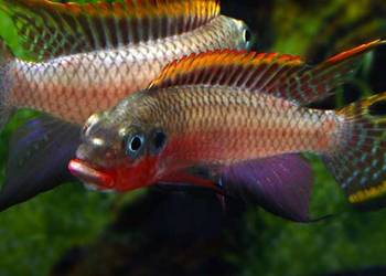 Barwniak szmaragdowy NIGERIA RED - Pelvicachromis taeniatus