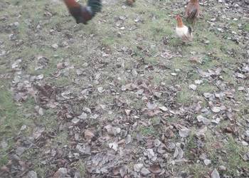 Kogutki male kolorowe i duże zwykle kolorowe