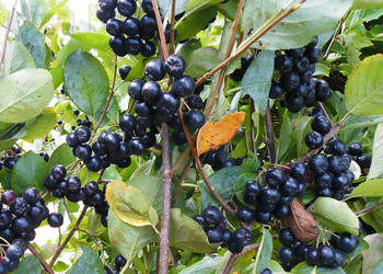 Aronia Nero! Sadzonki! 3 LETNIE! 100cm! Duże, gęste Sadzonki